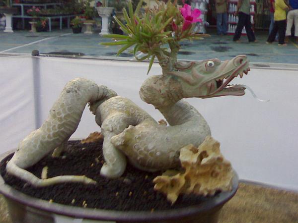 adenium-dragon.jpg