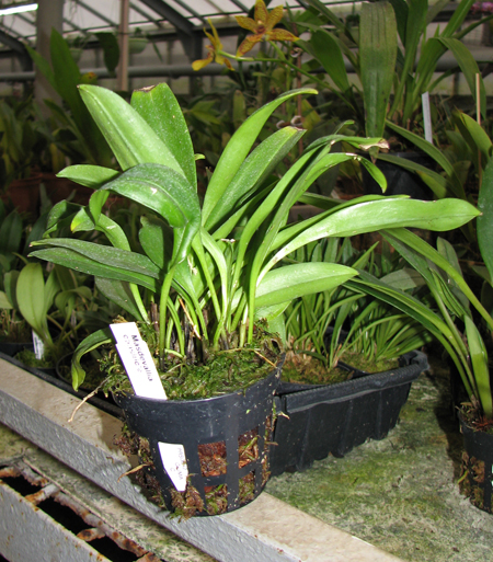Masdevallia constricta.jpg