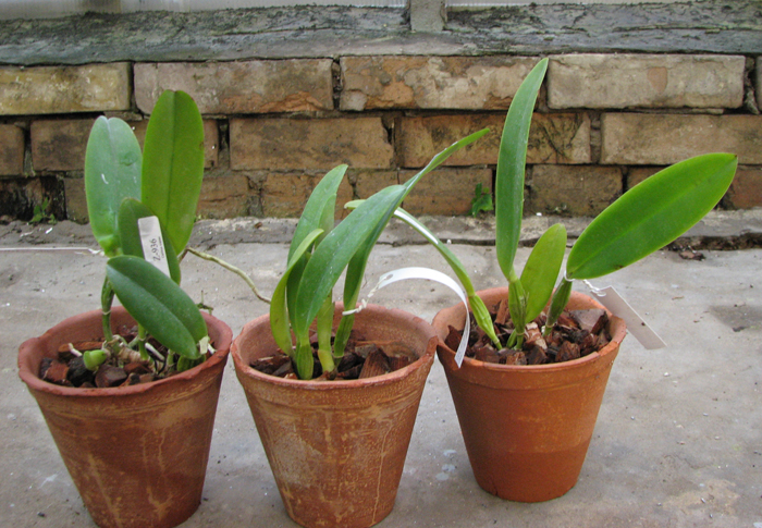 Cattleya trianae trilabelo 'AWZ' x Cattleya trianae aquinada 'AWZ'.jpg