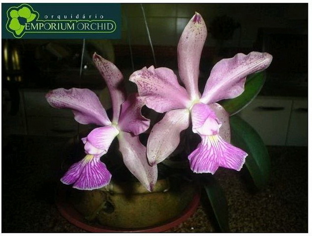 C. SCHILLERIANA 'HEART KILLER' x C. WALKERIANA 'PRETTY LABEL'.jpg