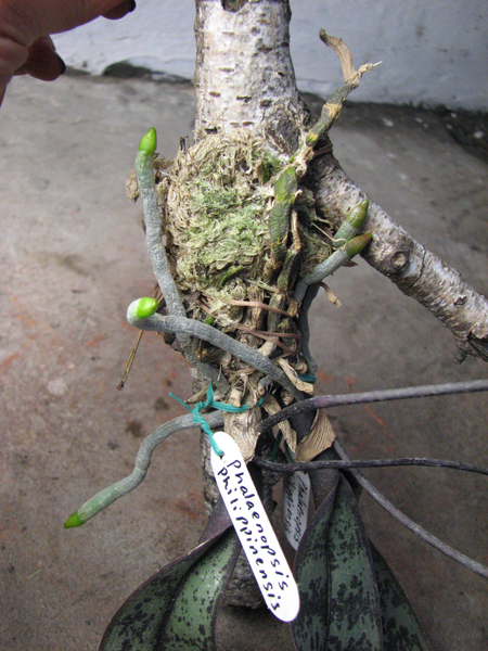 Корни.jpg