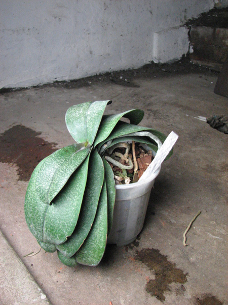 Phalaenopsis Rothschildiana.jpg