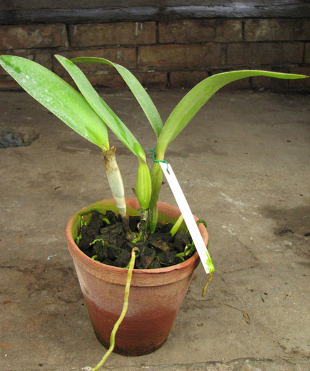 Cattleya bowringiana 'Da Estelinha de Novaes' x Cattleya labiata integra orlata 'Zas-1'.jpg