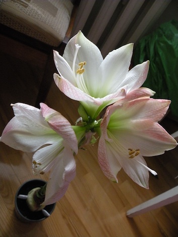 DSCN8035.jpg