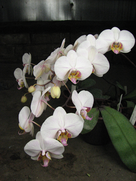Phalaenopsis.jpg