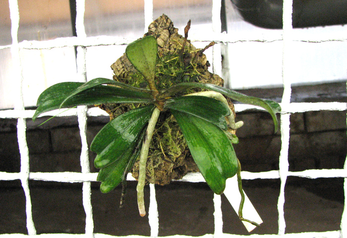 Aerangis biloba.jpg