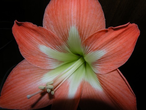 DSCN8203.jpg