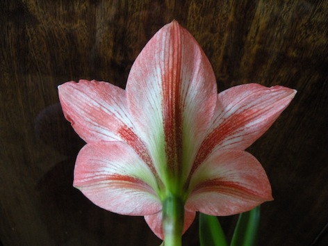 DSCN8259.jpg