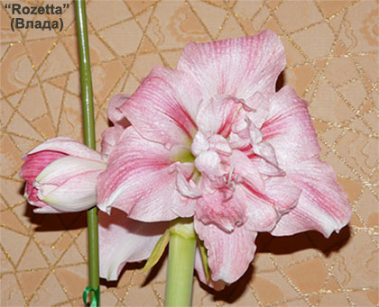 Rozetta. Цветение в декабре 2010.