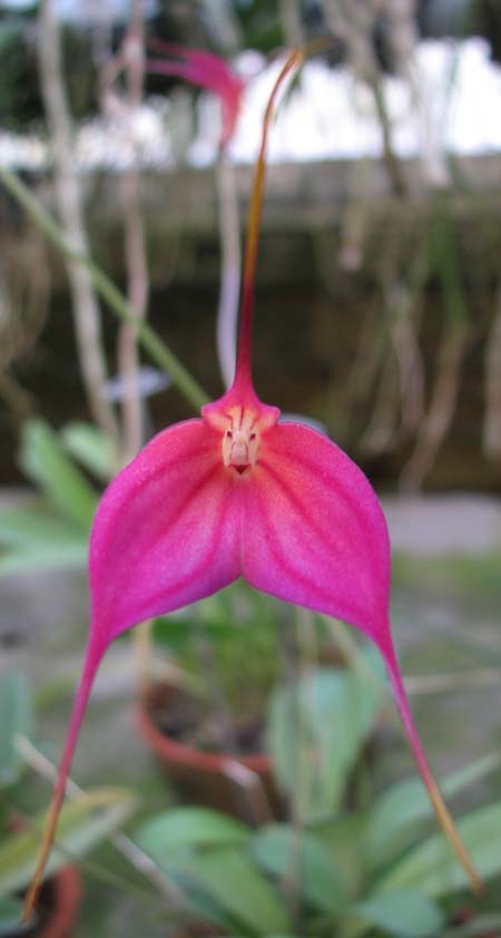 Masdevallia barlaeana.jpg