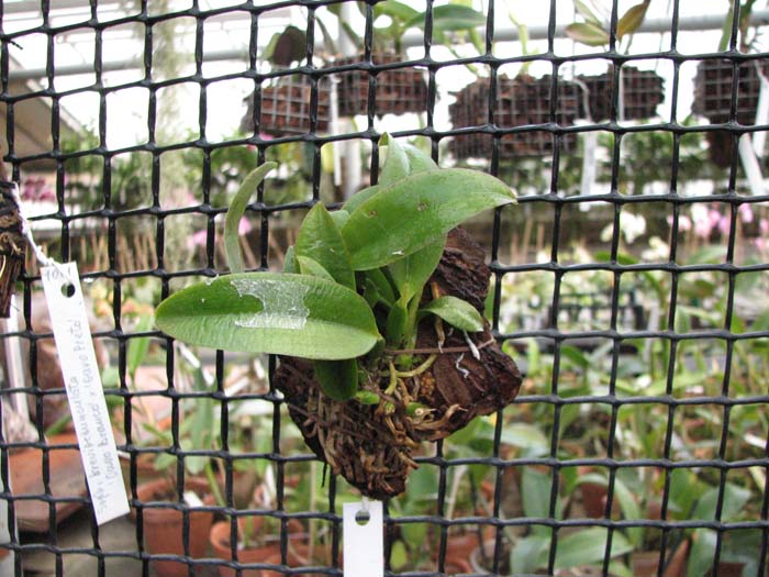 Laelia alaori escura x self.jpg