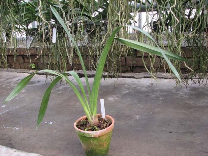 Cymbidium Dorothy Stockstill 'Forgotten Fruits'.jpg