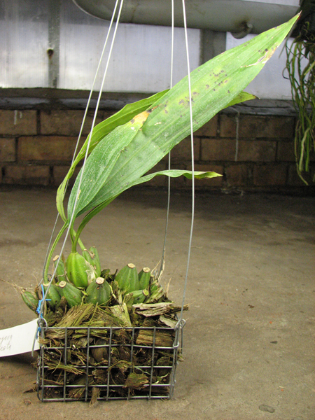 Gongora galeata.jpg