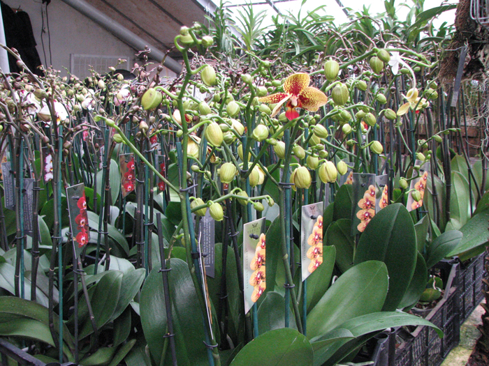 Elegant Orchids.jpg