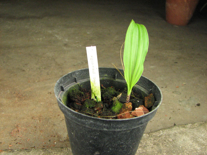 Pleione praecox.jpg