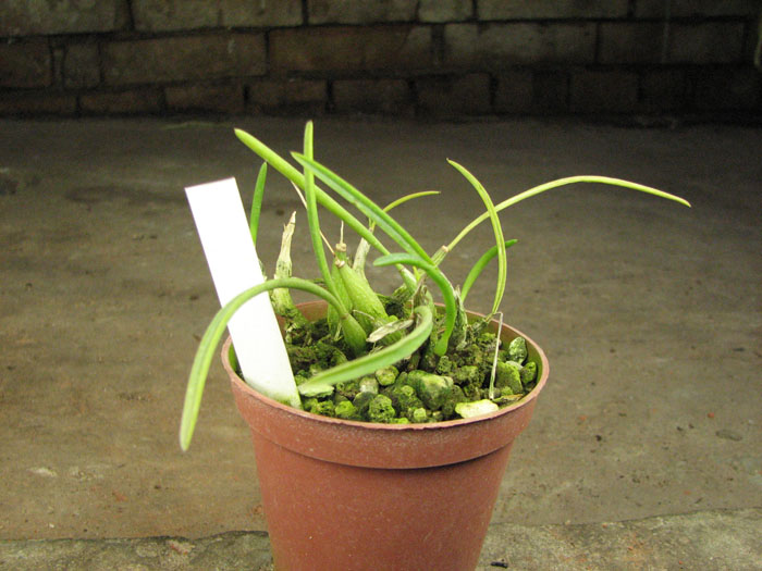 Laelia lundii.jpg