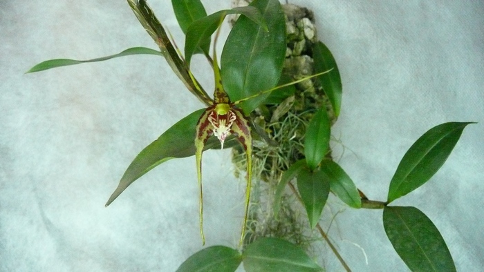 dendrobium tetragonum.JPG