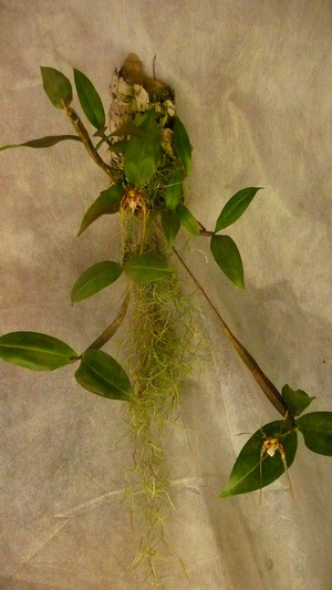 dendrobium tetragonum 2.JPG