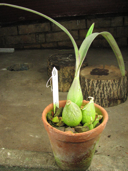 Encyclia diota.jpg