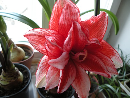 DSCN8421.jpg