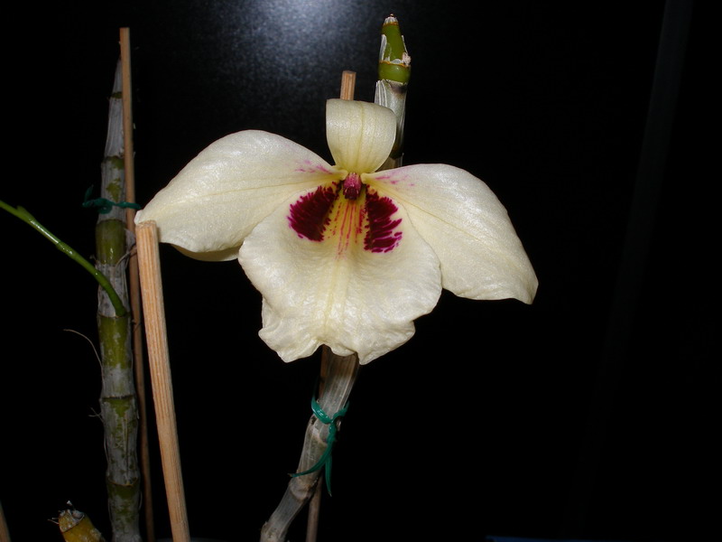 Dendrobium albosanguineum 190312.jpg