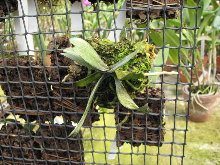 Aerangis biloba.jpg