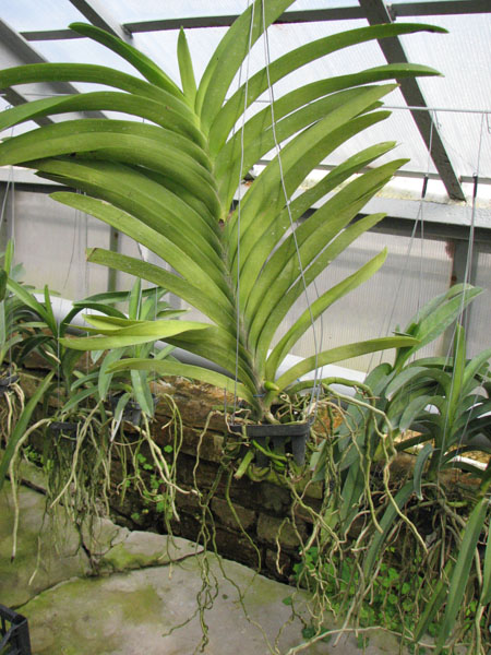 Vanda Manuvadee.jpg