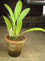 Masdevallia%20polysticta.jpg