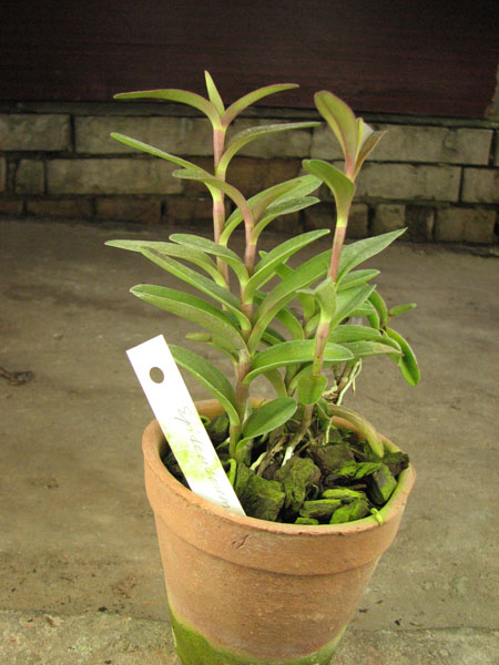 Epidendrum Red.jpg