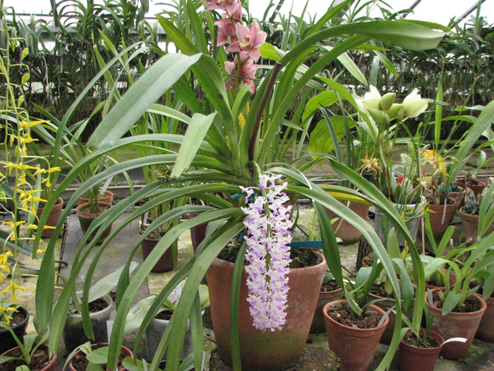 Rhynchostylis retusa.jpg