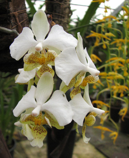 Phalaenopsis stuartiana.jpg