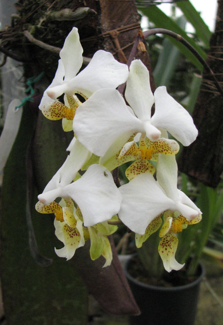 Phalaenopsis stuartiana.jpg