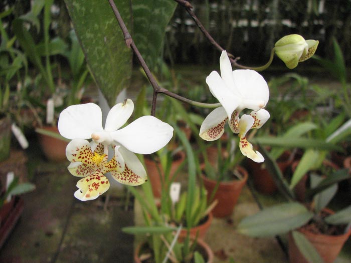 Phalaenopsis stuartiana.jpg