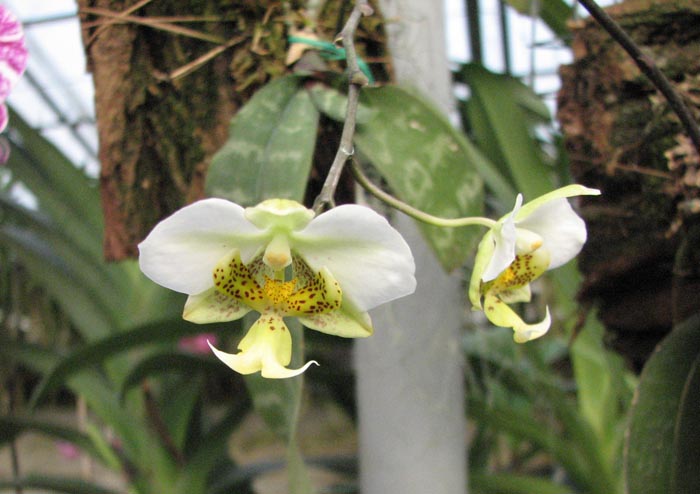 Phalaenopsis stuartiana.jpg