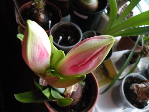 DSCN8498.jpg