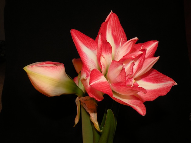 DSCN8591.jpg