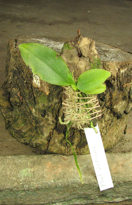 Phalaenopsis zebrina.jpg