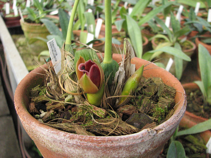 Maxillaria desvauxiana.jpg