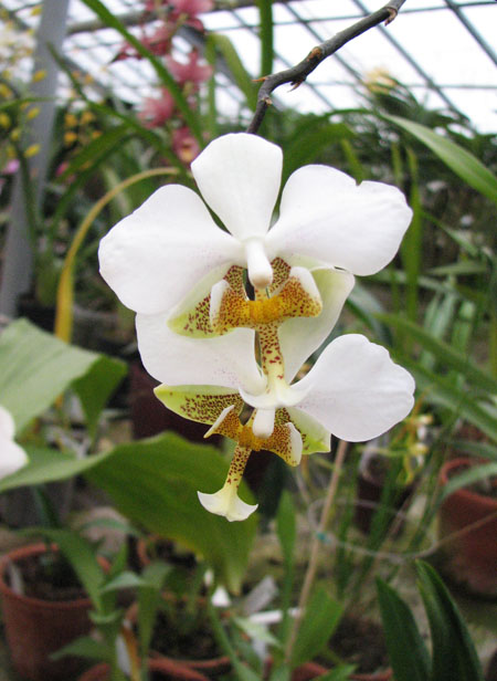 Phalaenopsis stuartiana.jpg