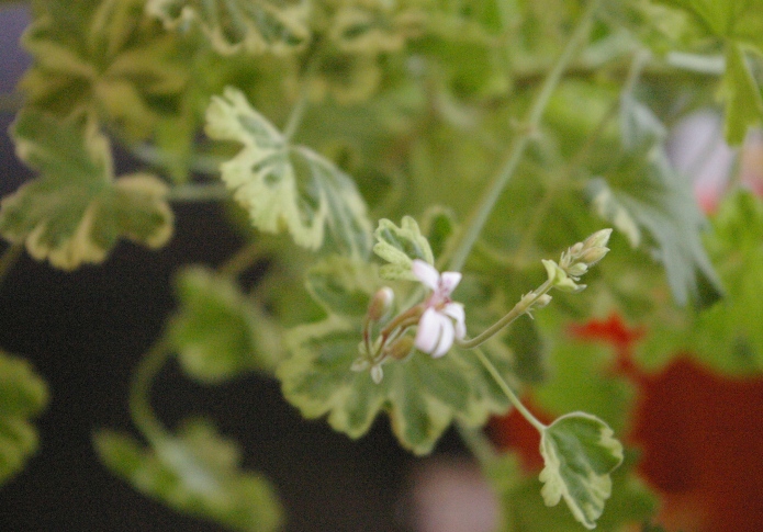 p. fragrans variegatum