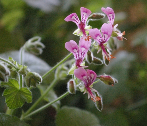 p. papilionaceum