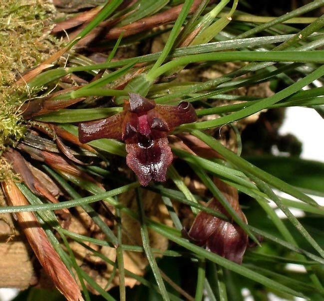 Миниатюрная бразильская орхидея MAXILLARIA cogniauxiana