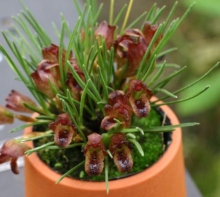 MAXILLARIA juergensii.jpg