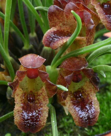 Орхидея MAXILLARIA juergensii.jpg