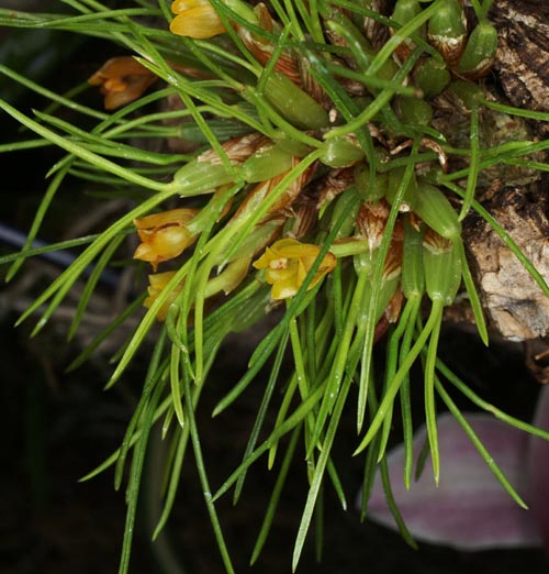 Фото орхидеи MAXILLARIA vitelliniflora