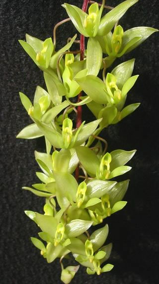 Фото орхидеи CIRRHAEA saccata