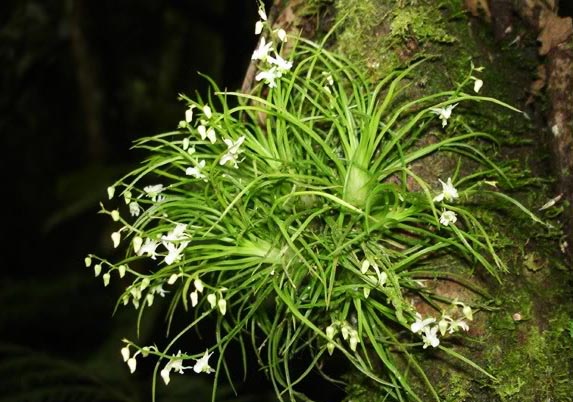 Фото орхидеи PHYMATIDIUM tillandsioides
