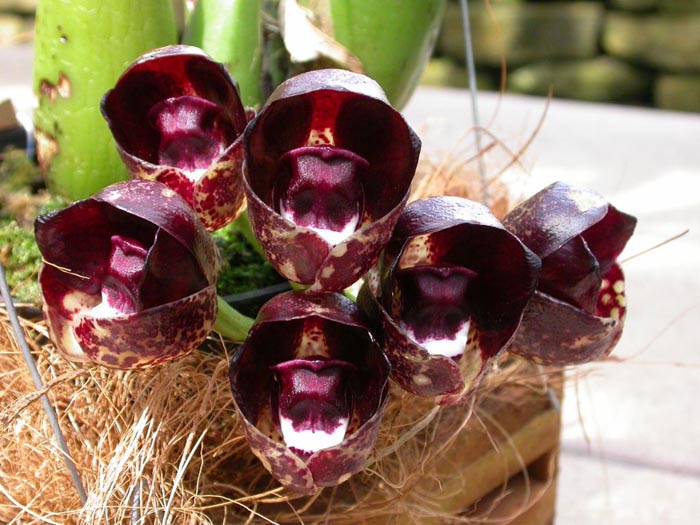 Фото орхидеи Peristeria pendula
