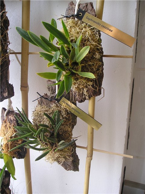 Миниатюрные орхидеи Sophronitis от Alvim Seidel