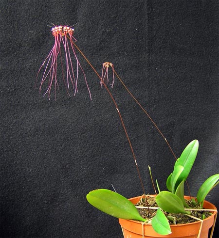 Фото орхидеи Bulbophyllum gracillimum